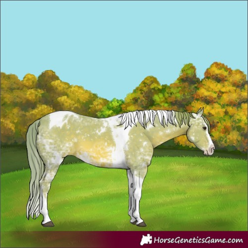 Horse Color:Watercolor White Spotted Chestnut Ice Splash Tobiano Appaloosa 