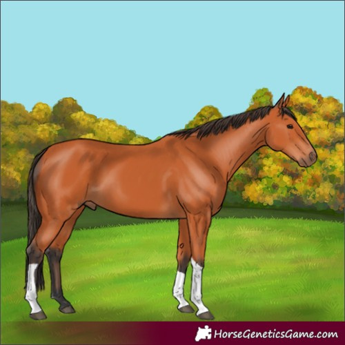 Horse Color:Bay Tobiano 