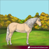Horse Color:Palomino 