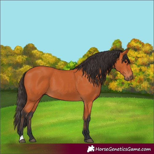 Horse Color:Bay 