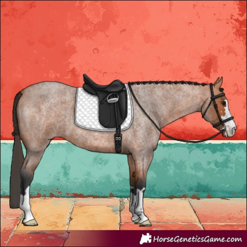 Horse Color:Bay Roan 