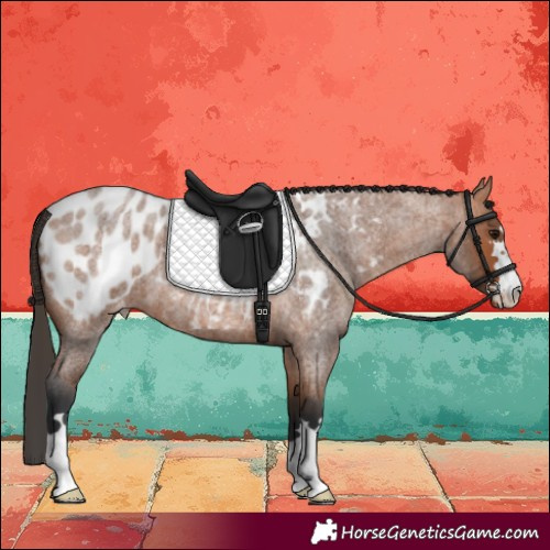 Horse Color:Bay Roan Near Leopard 