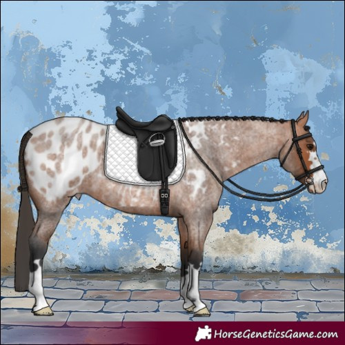Horse Color:Bay Roan Appaloosa 