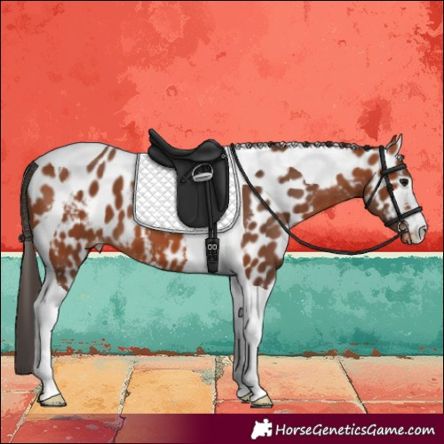 Horse Color:Bay Tobiano Skewed LP Spotted 