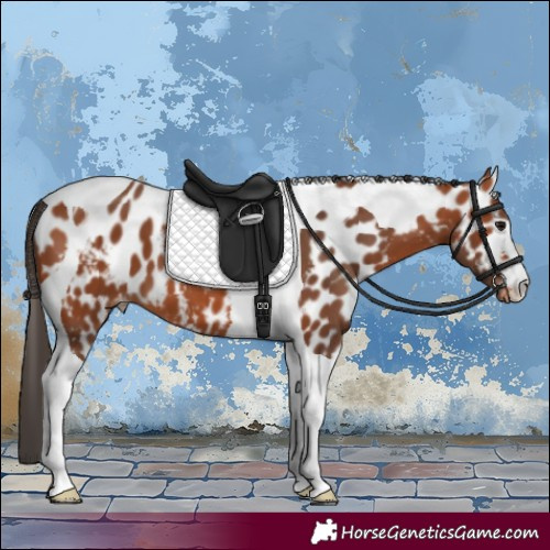 Horse Color:Bay Tobiano Skewed Appaloosa 