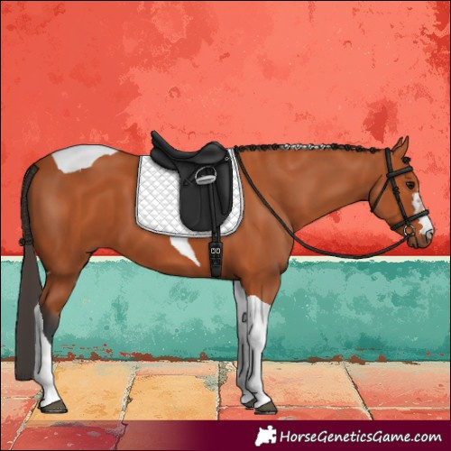 Horse Color:Bay Tobiano 