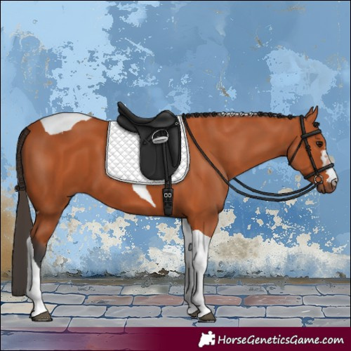 Horse Color:Bay Tobiano 