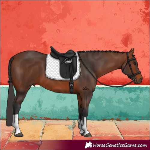 Horse Color:Bay Tobiano 