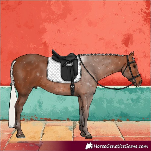 Horse Color:Silver Bay