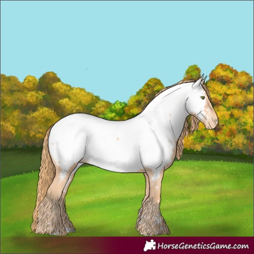 Horse Color:Gold Champagne Appaloosa 