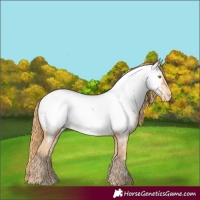 Horse Color:Gold Champagne Appaloosa 
