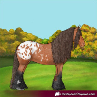 Horse Color:Bay Appaloosa 