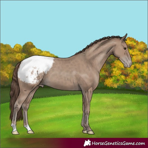 Horse Color:Classic Champagne Appaloosa