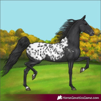 Horse Color:Black Blanket Rabicano 