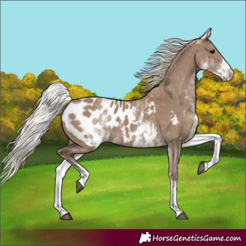 Horse Color:White Spotted Silver Grullo Appaloosa