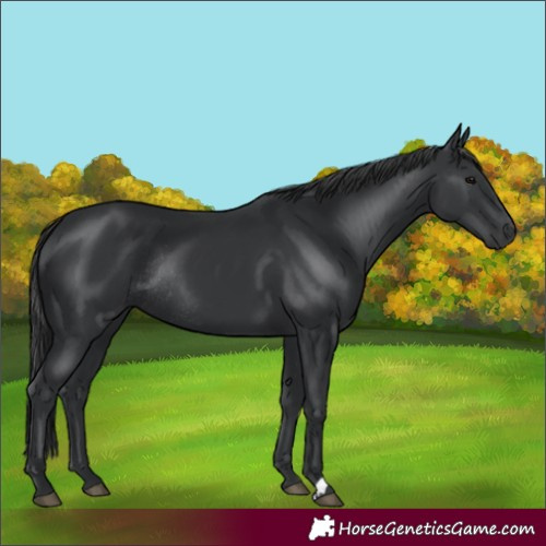 Horse Color:Black  and Black Rabicano 