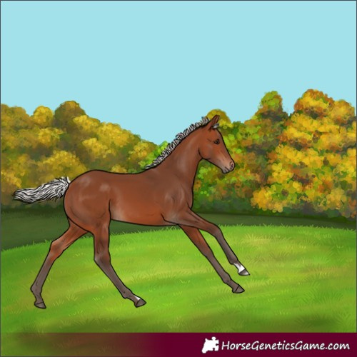 Horse Color:Silver Brown 