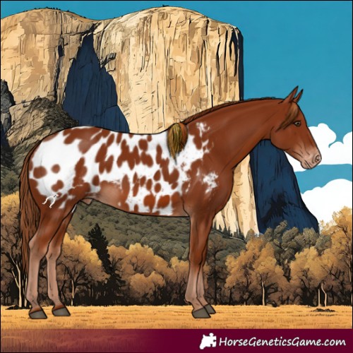 Horse Color:Chestnut Appaloosa 