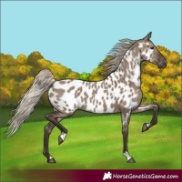 Horse Color:Gray Silver Grullo Near Leopard