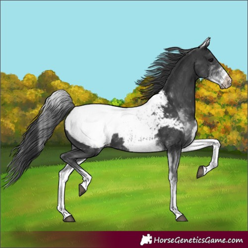 Horse Color:White Spotted Black Snowcap 