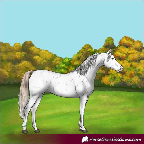 Horse Color:Liver Chestnut Sabino Appaloosa 