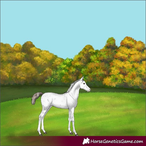 Horse Color:Liver Chestnut Sabino 