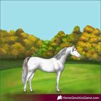 Horse Color:Liver Chestnut Sabino 