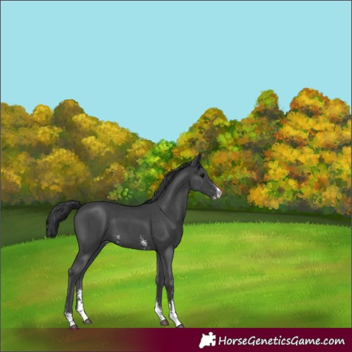 Horse Color:Black Sabino 