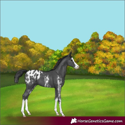 Horse Color:Black Sabino Splash Appaloosa 