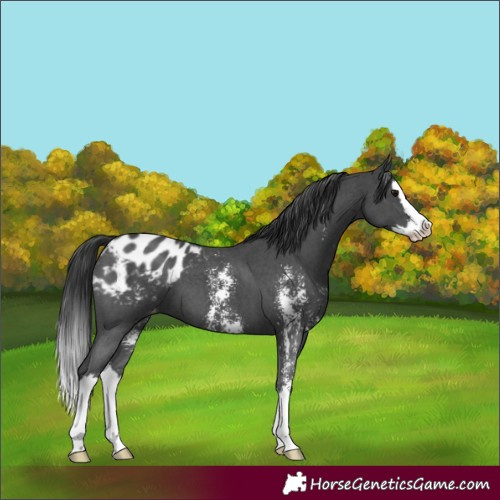 Horse Color:Black Sabino Splash Appaloosa