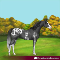 Horse Color:Black Sabino Splash Appaloosa