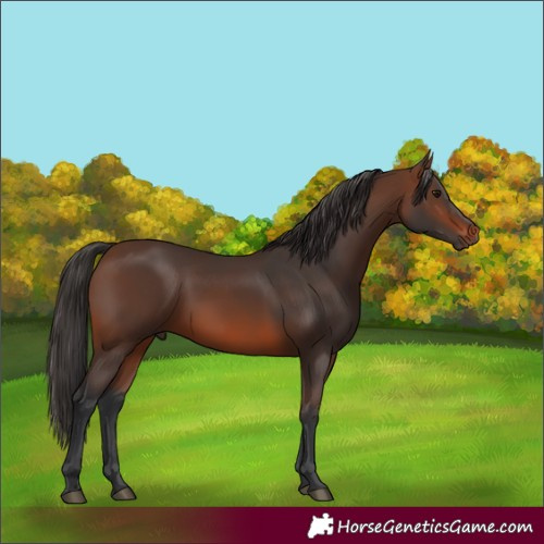 Horse Color:Brown