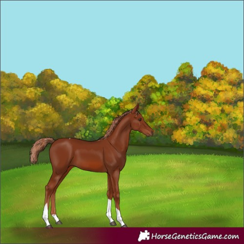 Horse Color:Chestnut Tobiano 