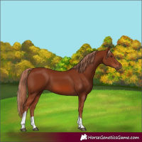 Horse Color:Chestnut Tobiano