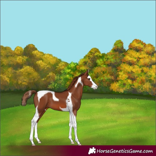 Horse Color:Chestnut Splash Tobiano 