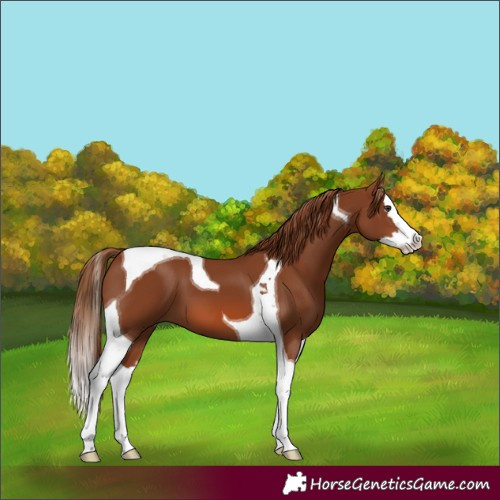 Horse Color:Chestnut Splash Tobiano 