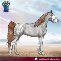 Horse Color:Liver Red Roan Splash Appaloosa