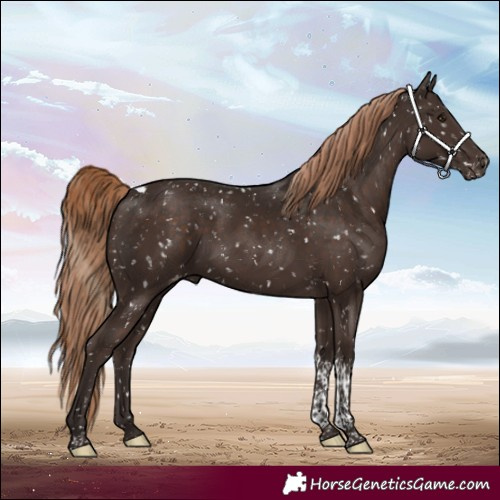 Horse Color:Liver Chestnut Tobiano Appaloosa 