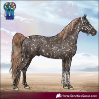 Horse Color:Liver Chestnut Tobiano Appaloosa 