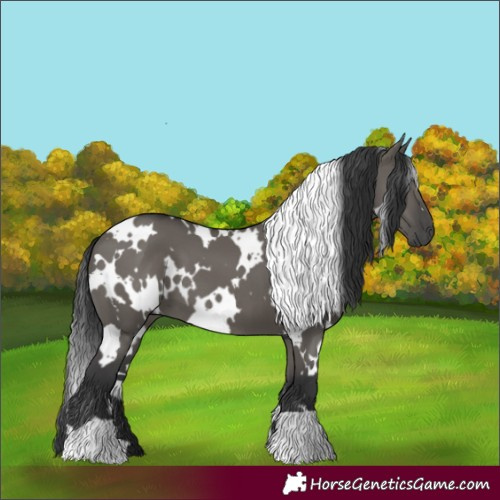 Horse Color:White Spotted Grullo