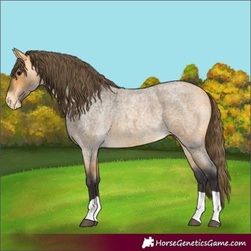 Horse Color:Buckskin Roan Appaloosa