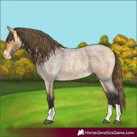 Horse Color:Buckskin Roan Varnish 
