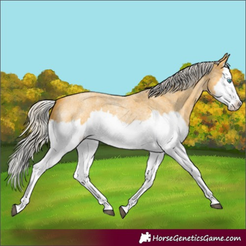 Horse Color:Silver Buckskin Roan Splash 