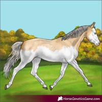 Horse Color:Silver Buckskin Roan Splash 
