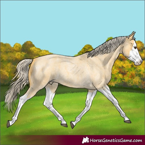 Horse Color:Palomino Roan Splash