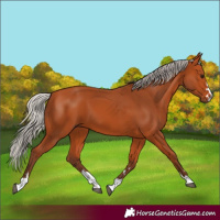 Horse Color:Silver Bay