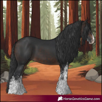 Horse Color:White Spotted Brown