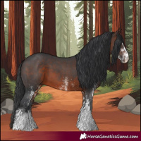 Horse Color:White Spotted Brown 
