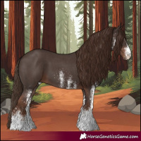 Horse Color:White Spotted Liver Chestnut 