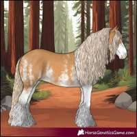 Horse Color:White Spotted Palomino 